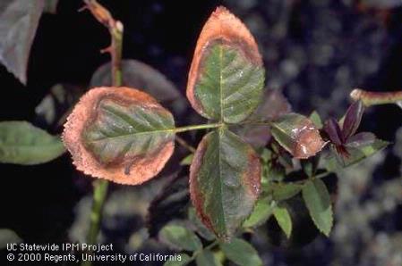 Rose leaves turning brown from drought stress.